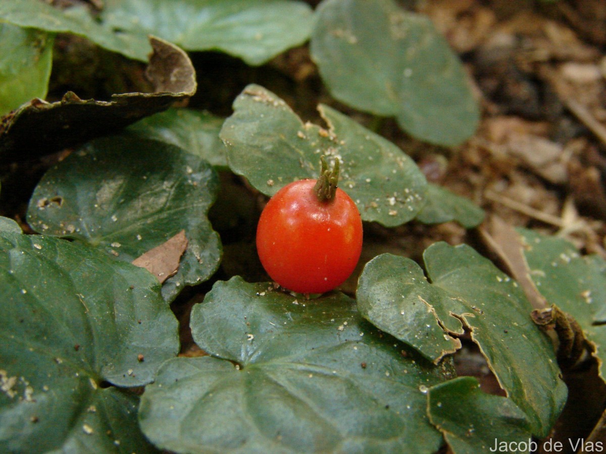 Geophila herbacea (Jacq.) K.Schum.